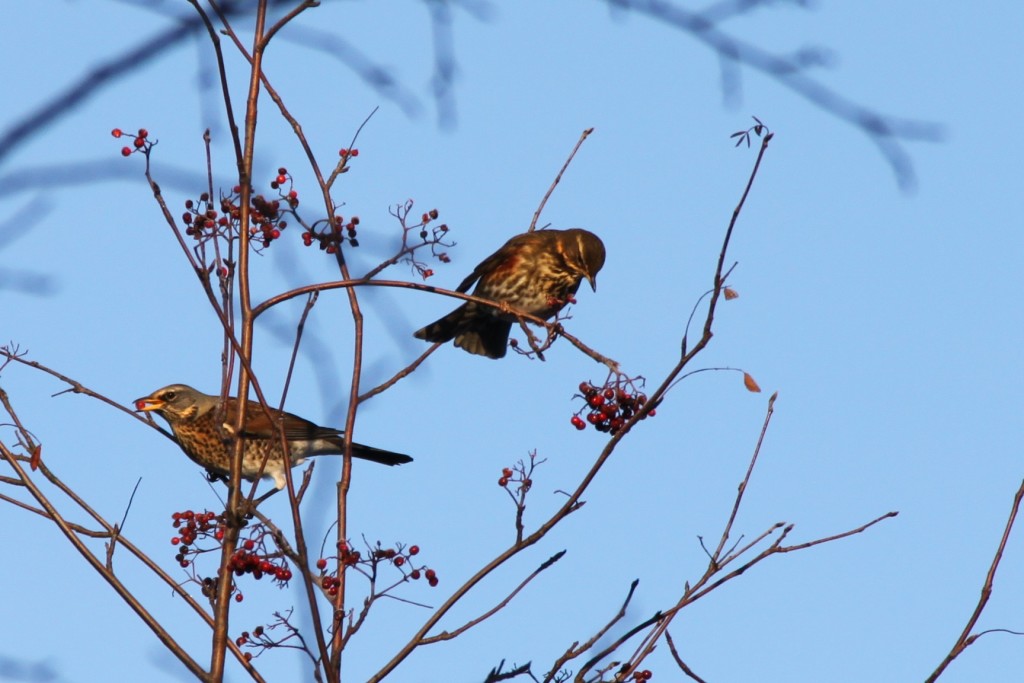 Fieldfare (left) and Redwing (right) - Creative Commons/Mickeboy69