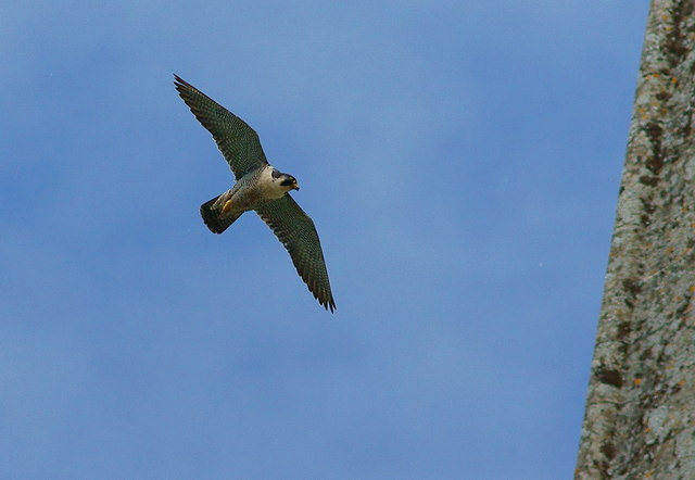 Peregrine ©Pete Trimming/ Creative Commons