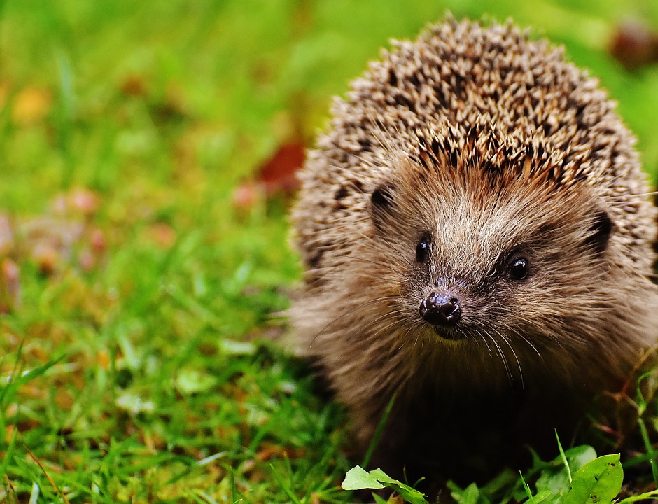 Hibernating Hedgehogs Scottish Wildlife Trust