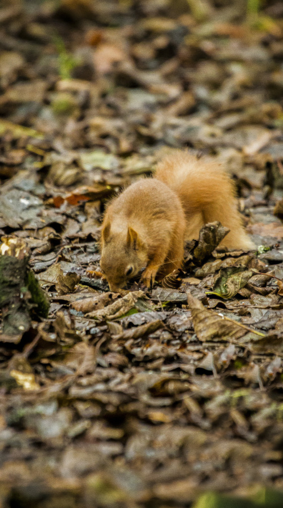 Squirrel stashing peanuts Photo by Chris Cachia Zammit