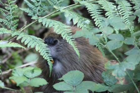 Beaver hiding at Loch of the Lowes © Charlotte Fleming