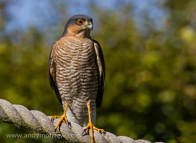 Male sparrowhawk - (Andy Morffew/Creative Commons)