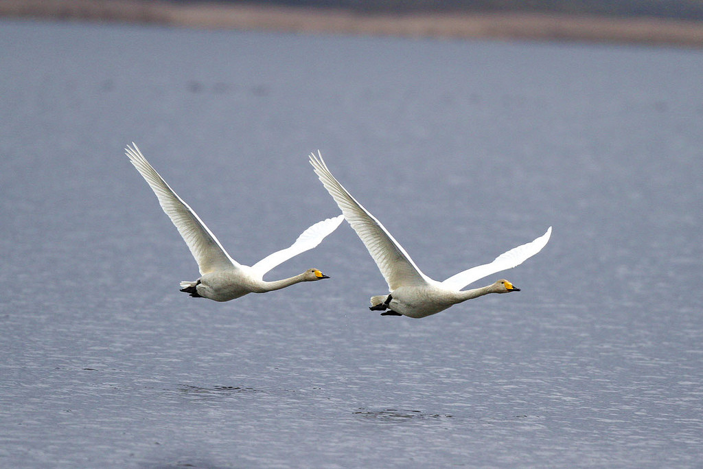 Whooper swans in flight - (Hiyashi Haka/Creative Commons)