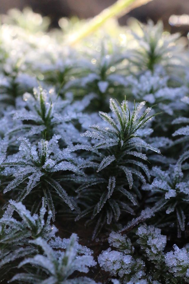 Ferns with frost. Photo taken by Chris Cachia Zammit