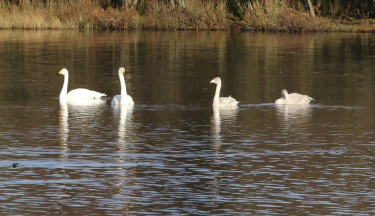 Four whooper swans on the loch. Photo taken by Chris Cachia Zammit