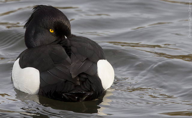 Tufted Duck. © Chris Cachia Zammit