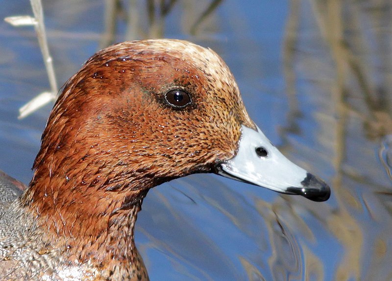 Male Wigeon - ©Aron Tanti