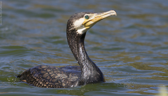 Cormorant ©  Chris Cachia Zammit