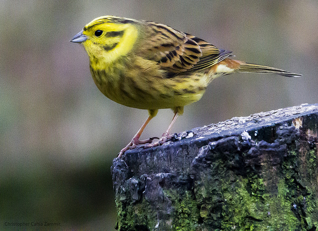 Yellowhammer © Chris Cachia Zammit