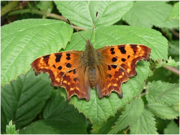 Best places to see butterflies on the reserve | Scottish Wildlife Trust