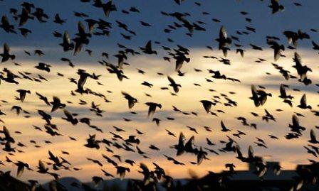 An unkindness of ravens: collective nouns | Scottish Wildlife Trust