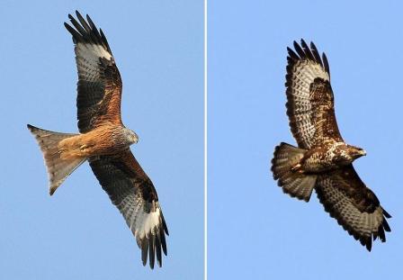 Discover five of the UK's commonly seen birds of prey & how to