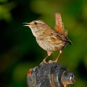 The most common bird in Britain! the wren (Troglodytes troglodytes)
