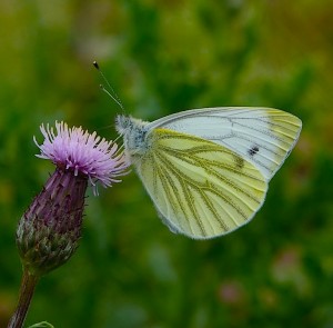 The Green-veined white is a common species to see out on the reserve © Mark Colvin