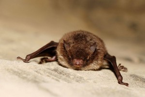 Daubenton's bats hunt low over freshwater, even scooping up insects from the surface © Gilles San Martin