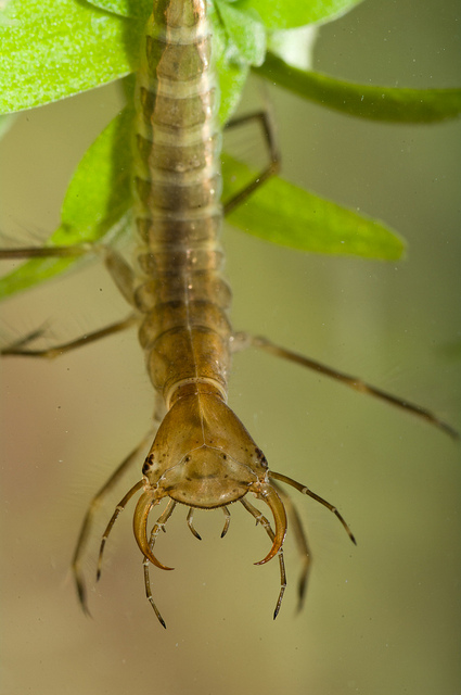 Great diving beetle larvae waiting to pounce! © Neil Phillips