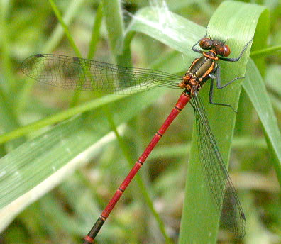 large red damselfly (Pyrrhosoma nymphula)  can be seen hunting around freshwater © Carl Farmer
