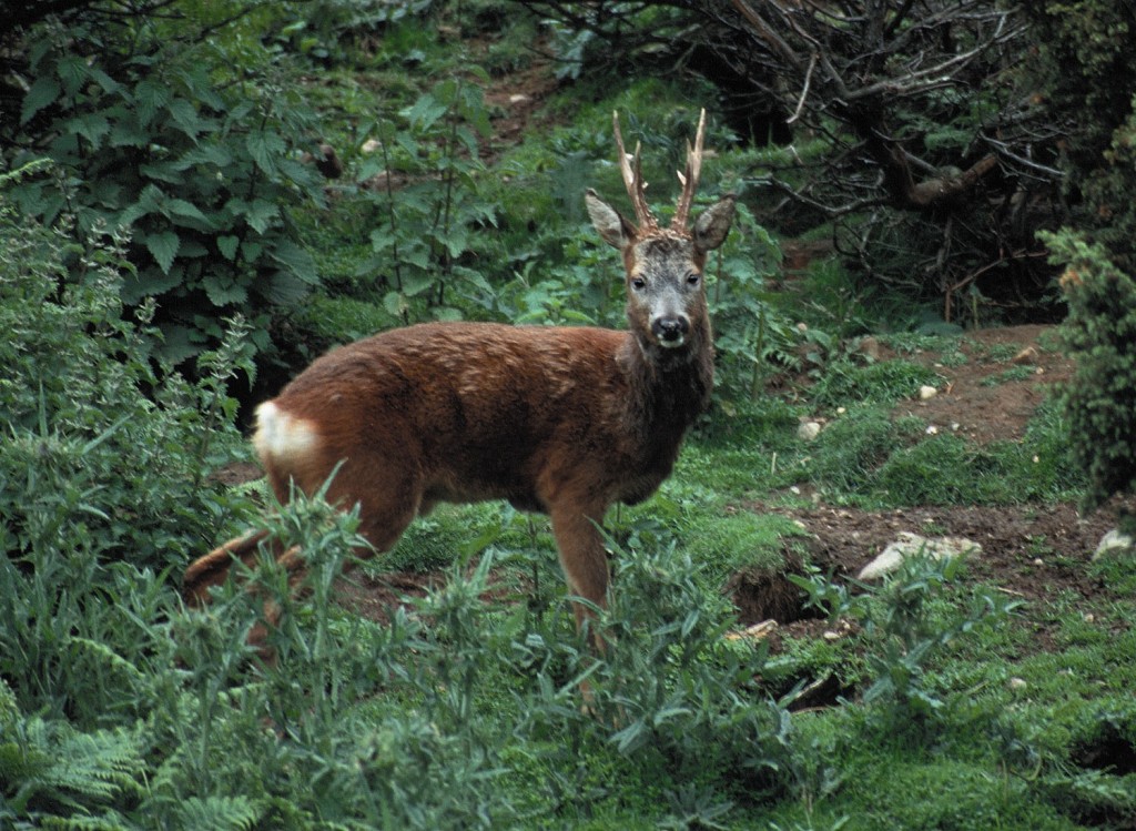 Roe deer are a rare but wonderful sight on the reserve! © Darin Smith