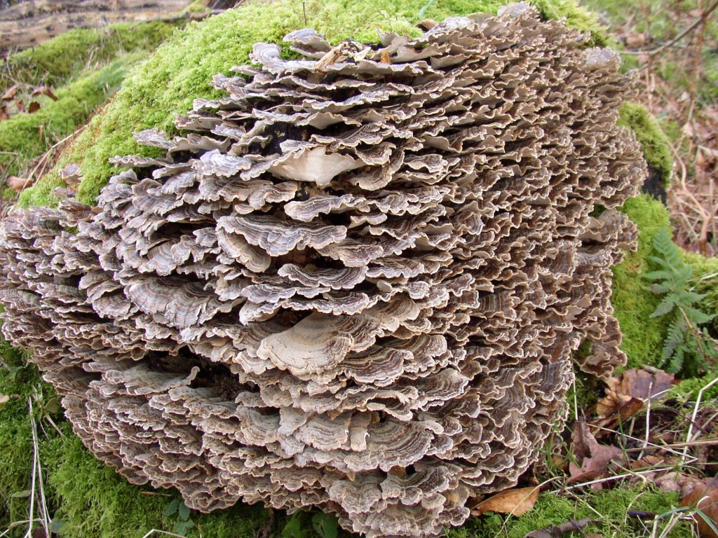 Fungi can be found growing amongst leaf litter, on tree trunks or dead wood like this Bracket fungus growing on a tree stump! © SWT