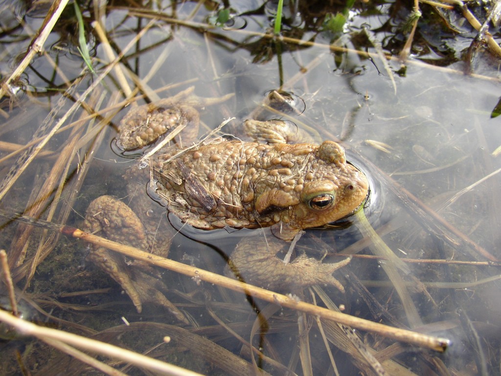 A common toad visits a pond for a summer dip