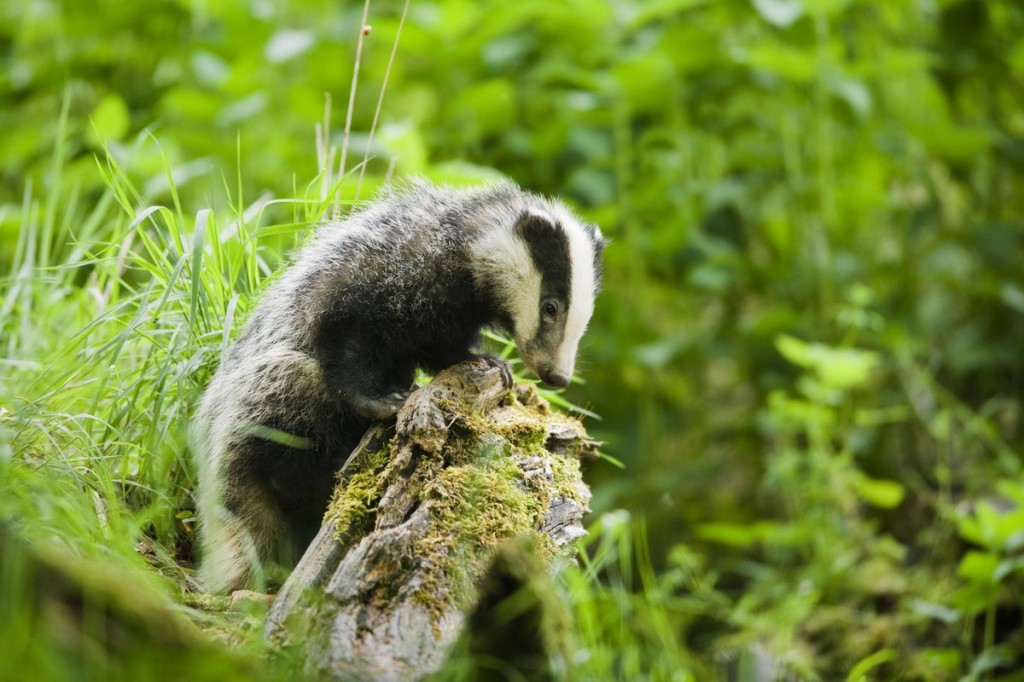  Don't miss this final opportunity to spot our badgers this year © Elliott Neep (see his website here: www.neepimages.com