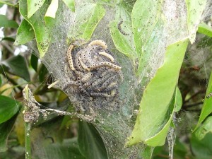 Ermine moth caterpillars spin a silken web for protection in the trees © Penny Mayes