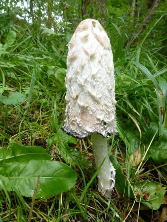 Shaggy ink cap © Laura Whitfield