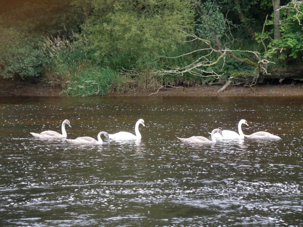 Mute swans regularly swim down to Bonnigton weir from  Hyndford Bridge © SWT