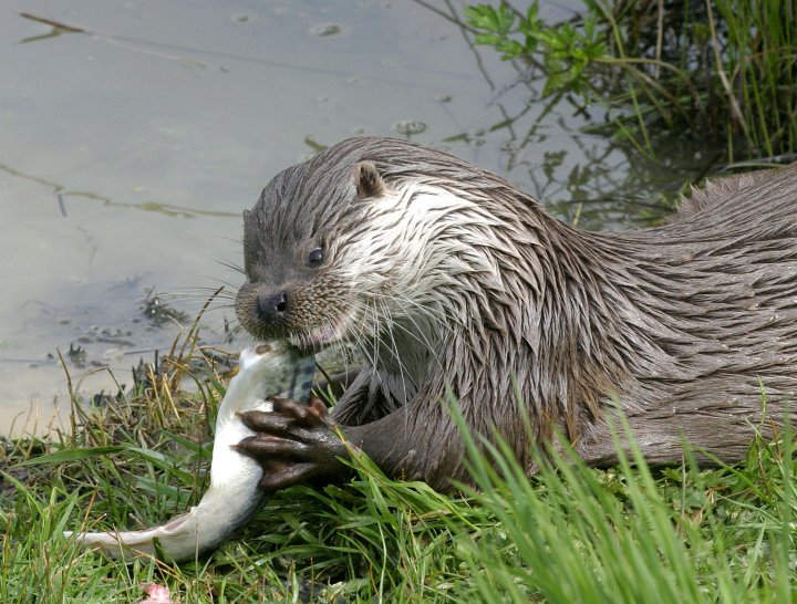 Both Otters and Mink can be seen on the reserve hunting in and around the river © SWT
