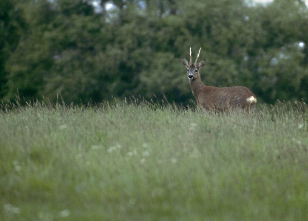 Male roe deer © Darin Smith