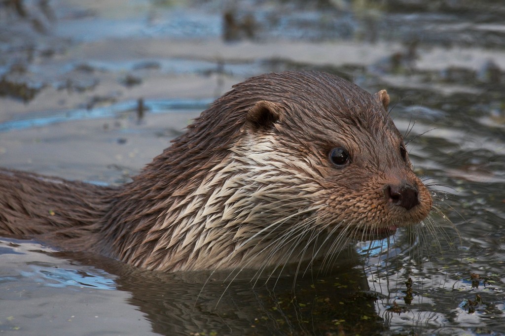 Otter © Elliot Smith