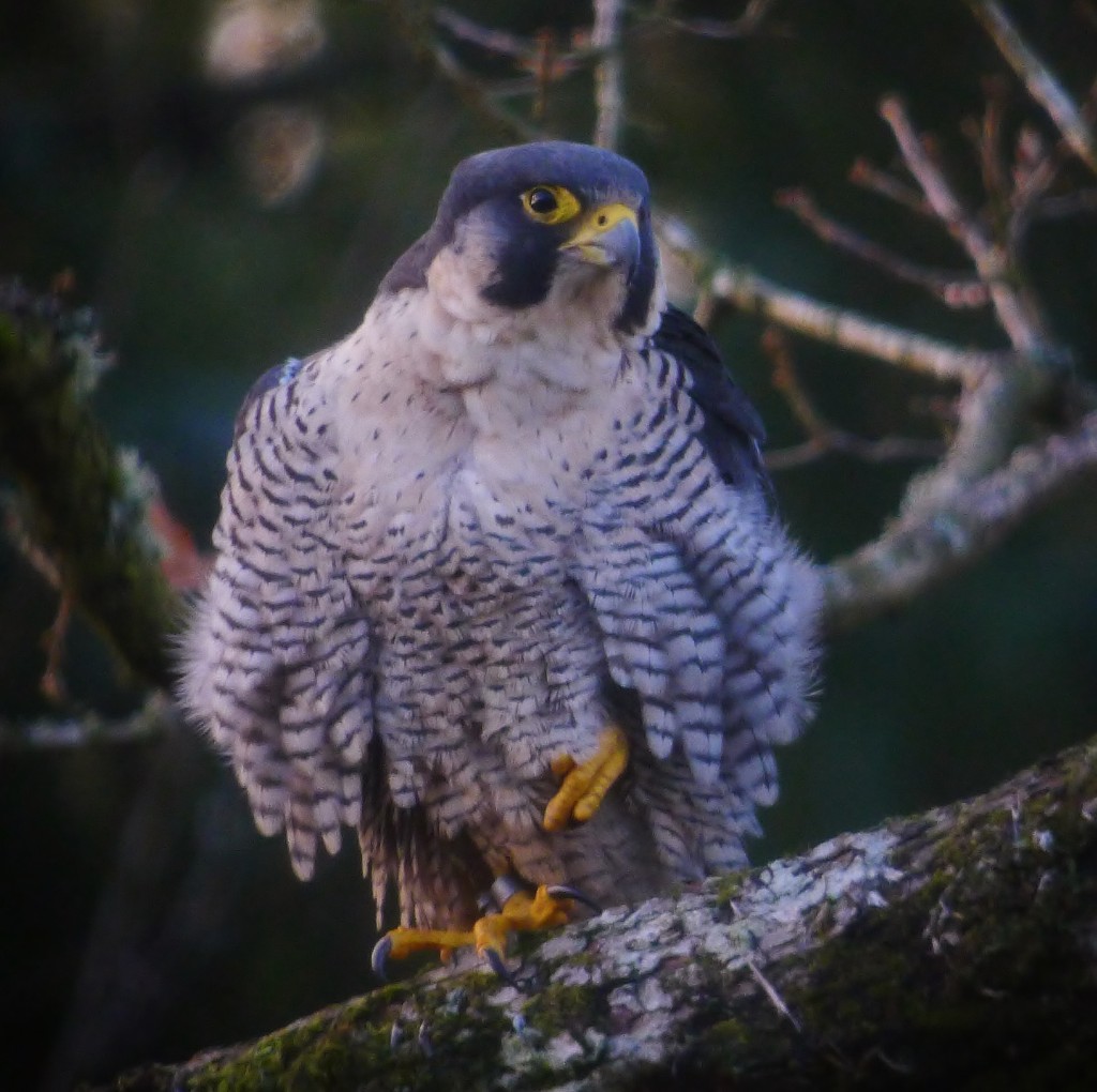 Falcon Feb 2014 (c) Steve Kane