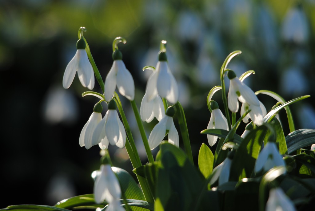 Snowdrops_(c)_Amy_Lewis