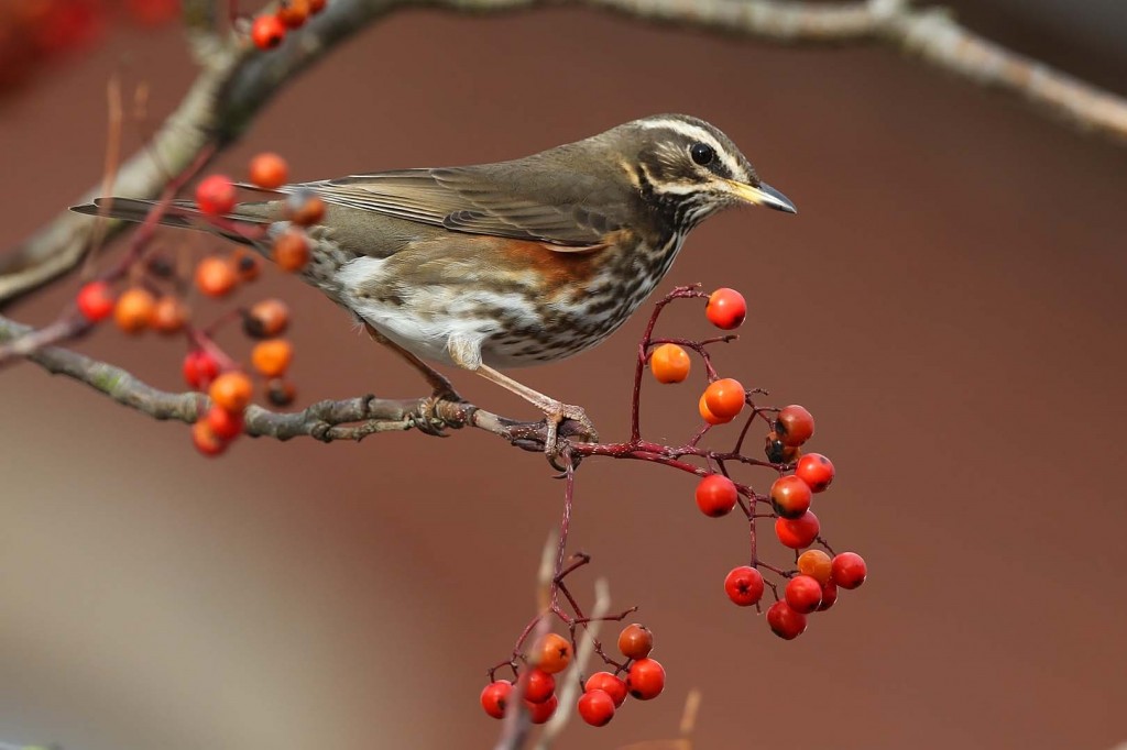 Redwing_c_Margaret_Holland