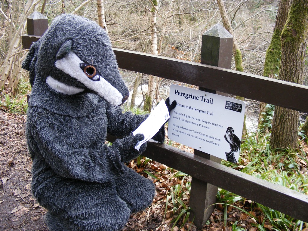 Snufflebrock the badger has enjoyed completing our new peregrine trail!