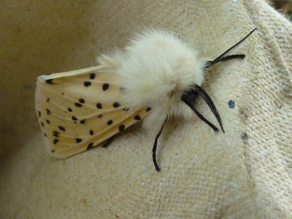 small white moth with black spots