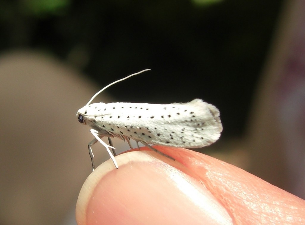 Bird cherry ermine moth (c) Deb Collins