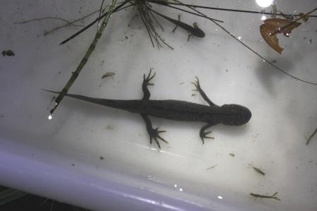 A young adult male great crested newt with an eft above it © Alex Kekewich