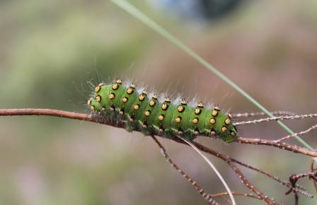 Emperor Moth Caterpillar from Cander Moss © Alex Kekewich