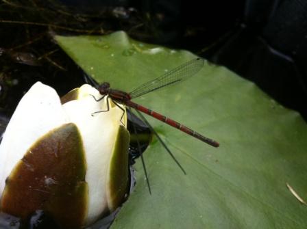 A large red damselfly resting on a waterlily at our tree nursery pond © Alex Kekewich