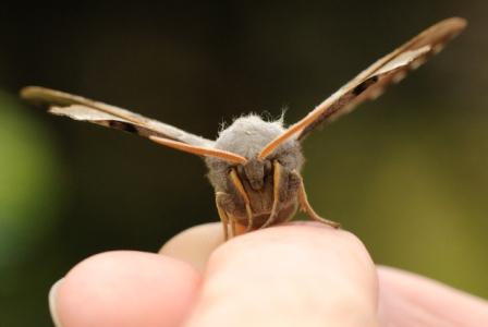 Moth trapping can find lots of different moth species, such as this beautiful poplar hawkmoth © Amy Lewis
