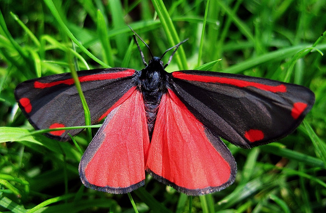 cinnabar moth