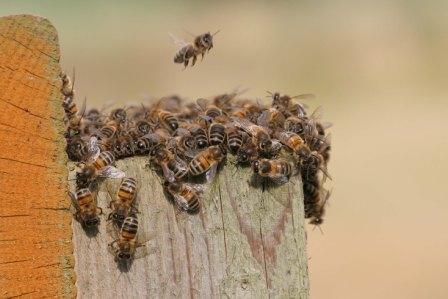 A swarm of honey bees  © Margaret Holland