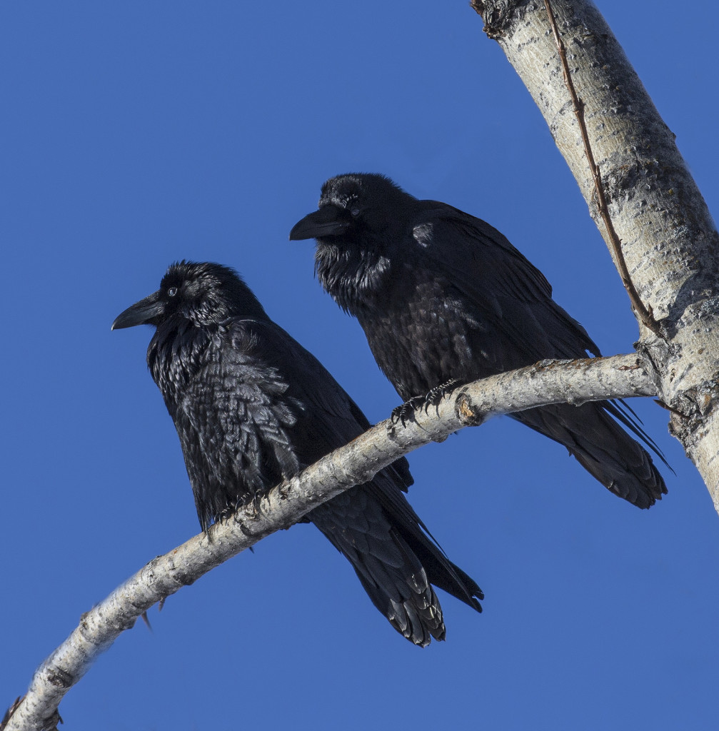 A pair of ravens (c) Doug Brown