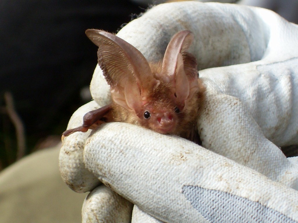 Brown long-eared bat (c) Laura Preston