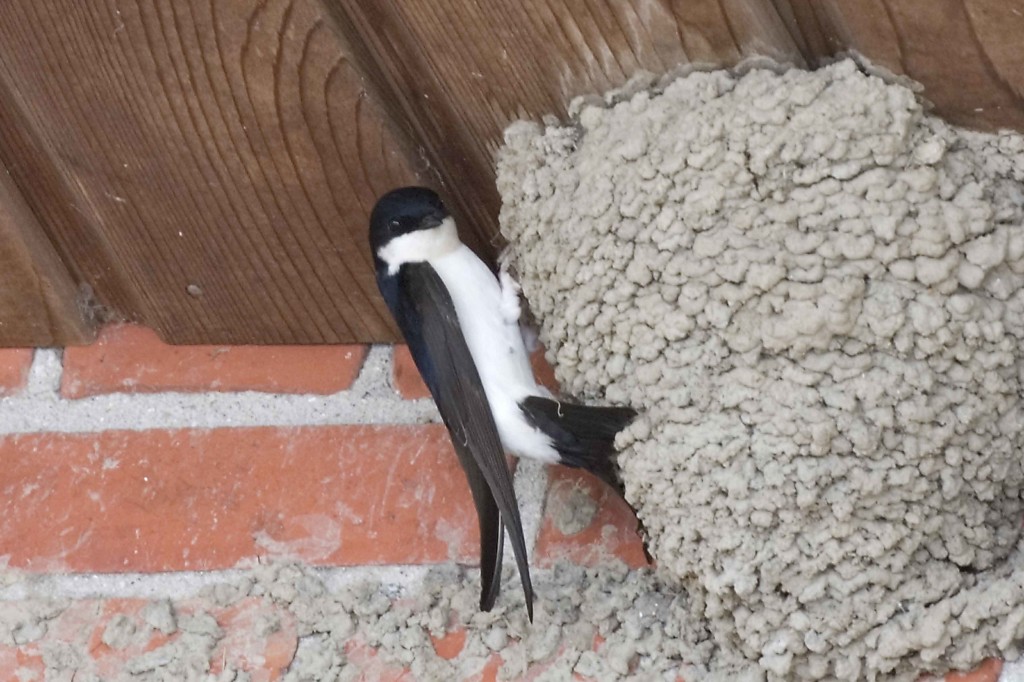 House martin (c) Harry Harms