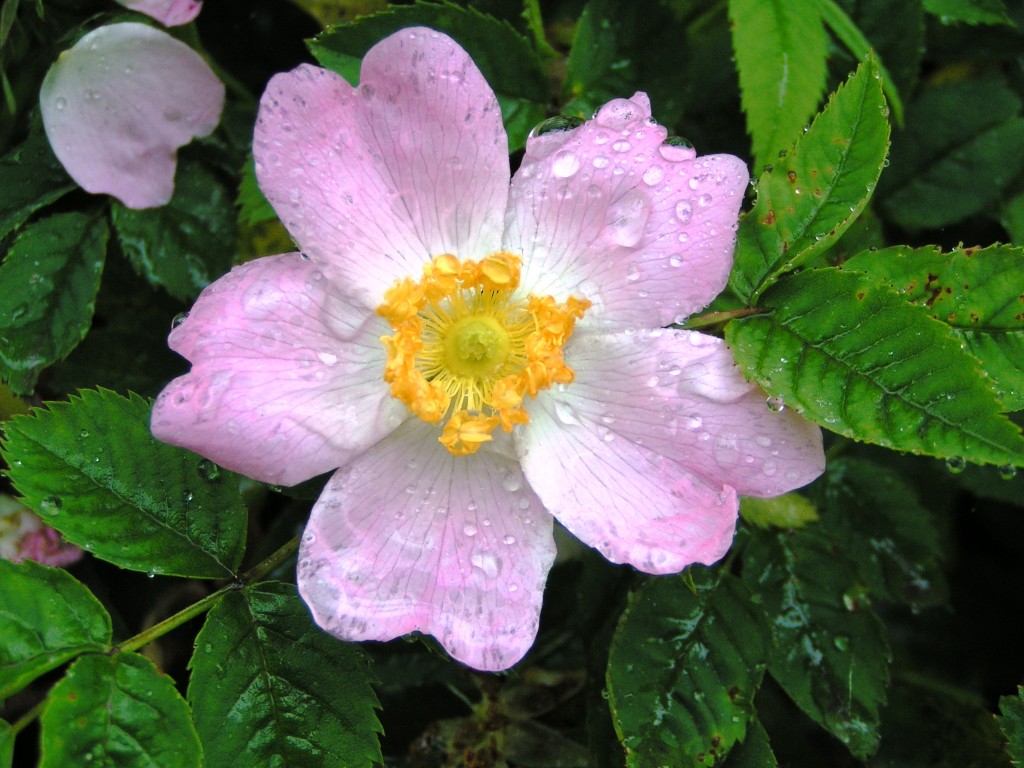 Dog Rose (c) Richard Burkmarr