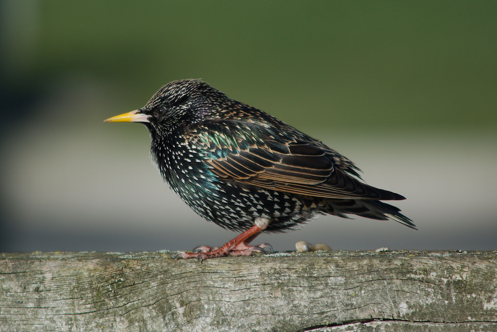 Male starling with summer plumage (c) Magnus Hagdorn