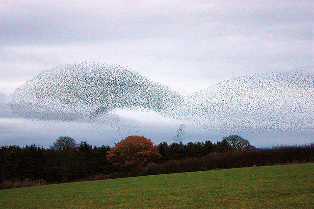 Marvellous murmurations: why do birds flock together?