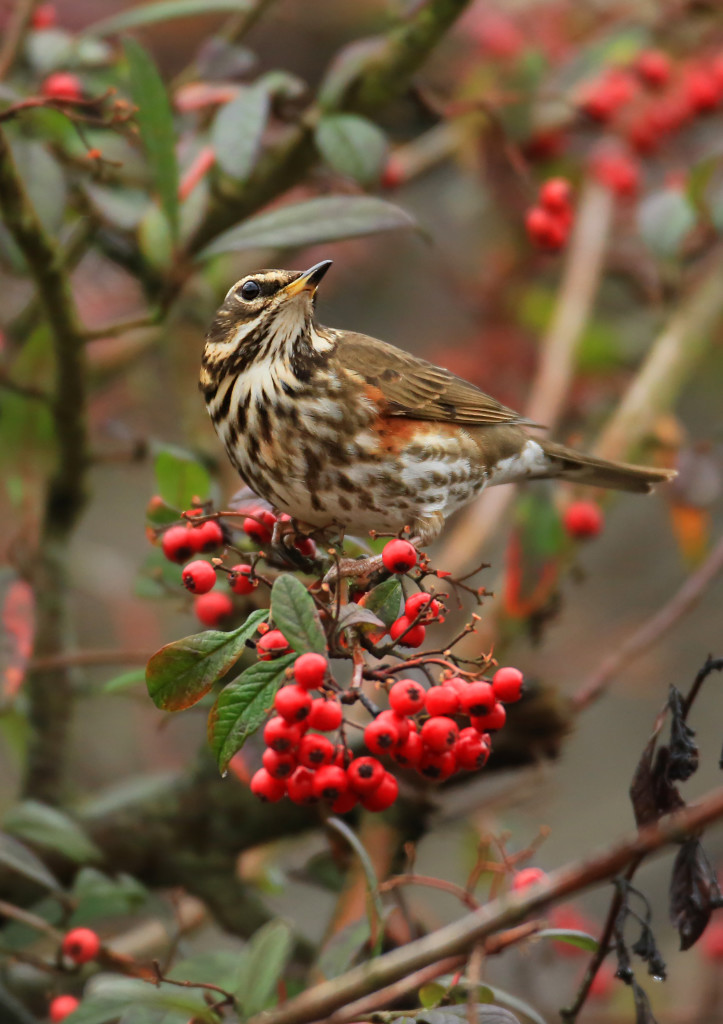 Redwing (c) Jon Hawkins